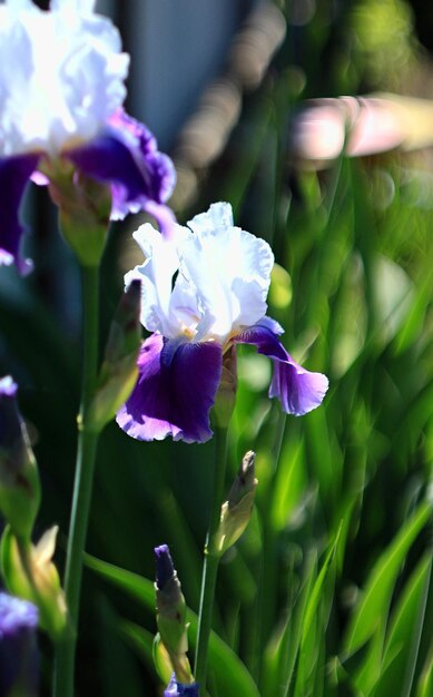 Foto prossimo piano di una pianta a fiori viola