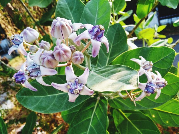 Foto prossimo piano di una pianta a fiori viola