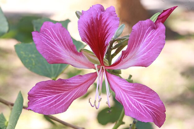 Foto prossimo piano di una pianta a fiori viola