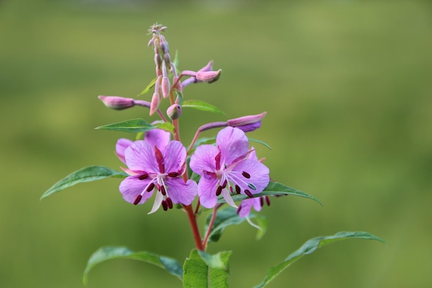 紫の花を ⁇ かせる植物のクローズアップ