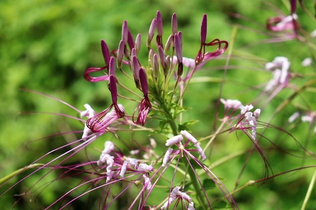 Photo close-up of purple flowering plant