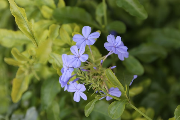 Photo close-up of purple flowering plant