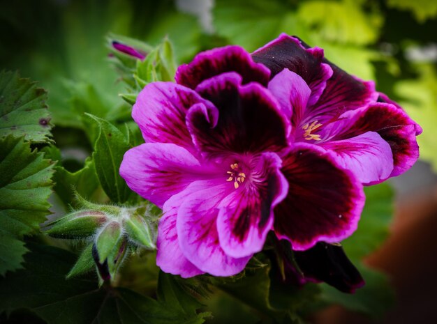 Photo close-up of purple flowering plant