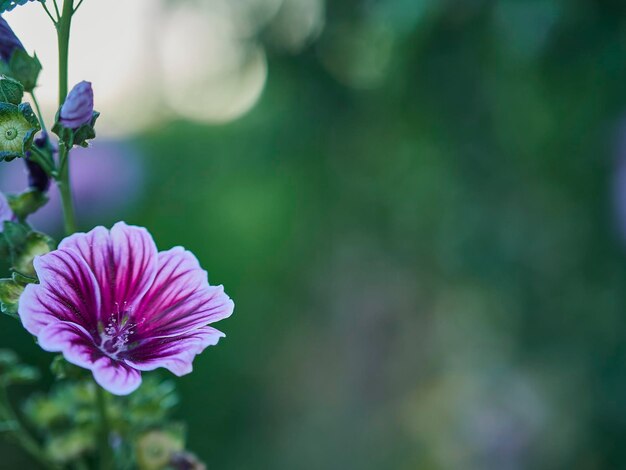 Close-up of purple flowering plant