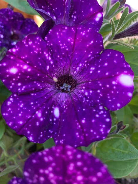 Close-up of purple flowering plant