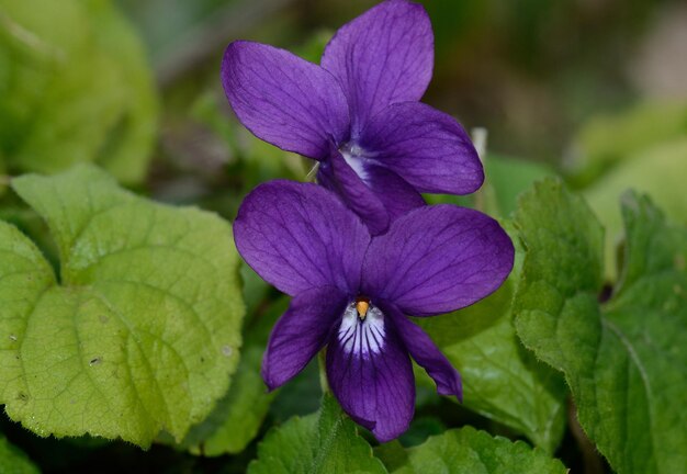 Foto prossimo piano di una pianta a fiori viola