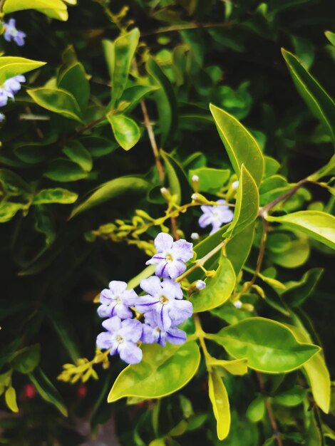 Foto prossimo piano di una pianta a fiori viola