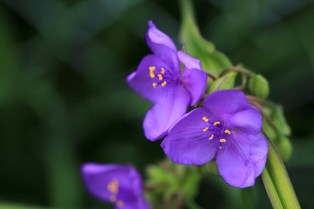 Close-up of purple flowering plant