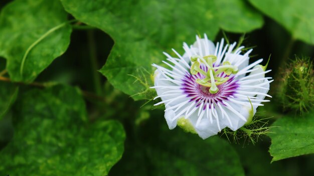 Close-up of purple flowering plant