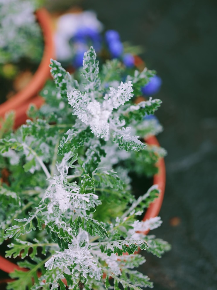Photo 紫の花を ⁇ かせる植物のクローズアップ