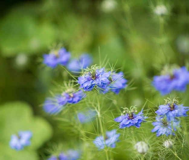 Photo close-up of purple flowering plant