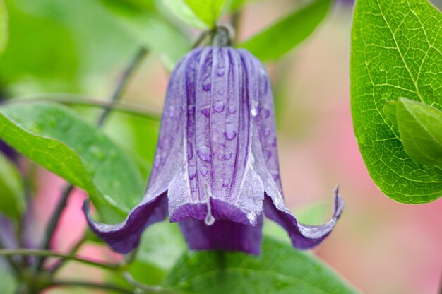 Foto prossimo piano di una pianta a fiori viola