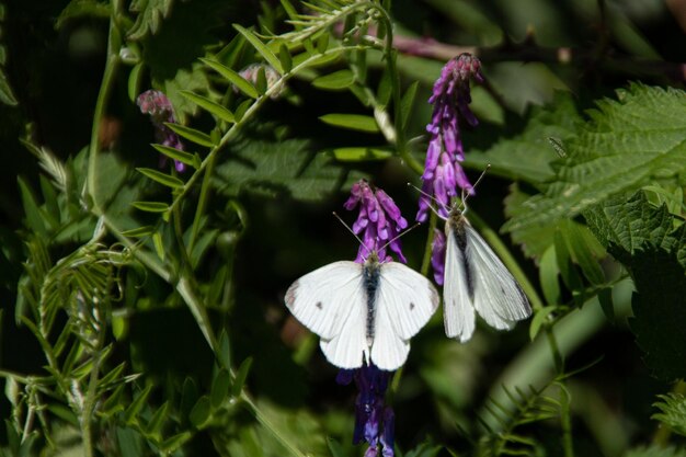 Close-up of purple flowering plant