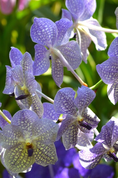 Photo close-up of purple flowering plant