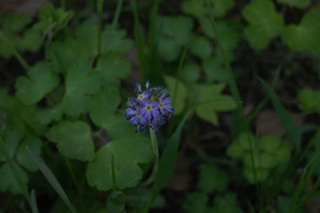 Foto prossimo piano di una pianta a fiori viola