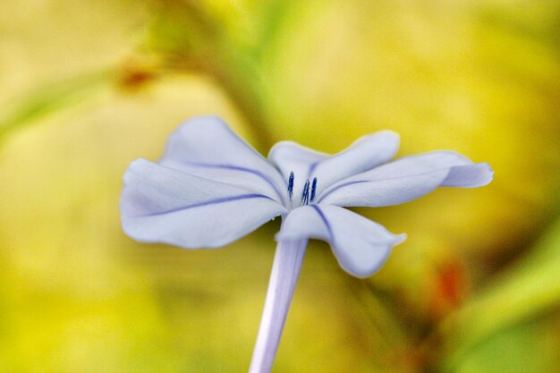 Photo close-up of purple flowering plant