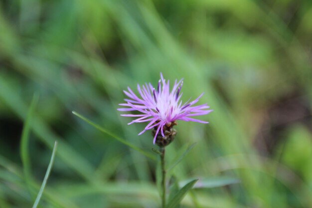 Photo close-up of purple flowering plant