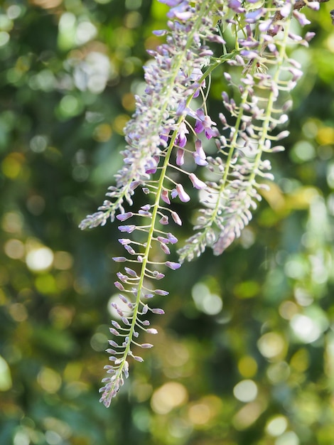 Foto prossimo piano di una pianta a fiore viola