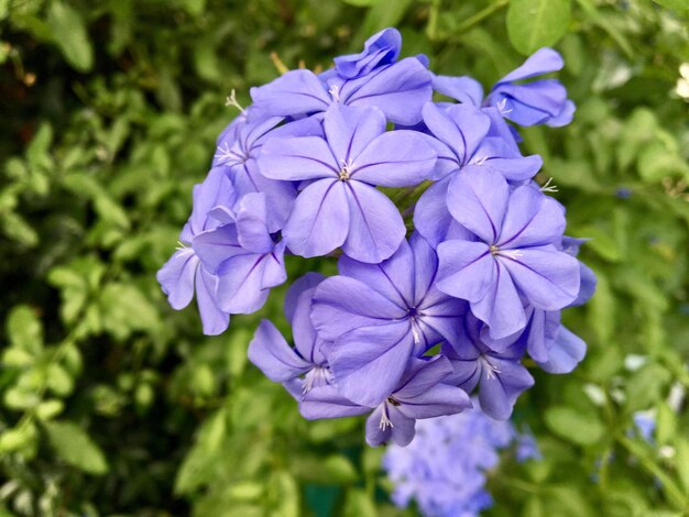 Close-up of purple flowering plant