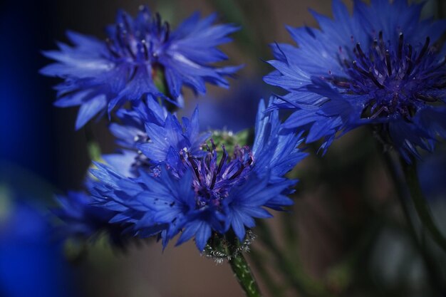 Foto prossimo piano di una pianta a fiori viola