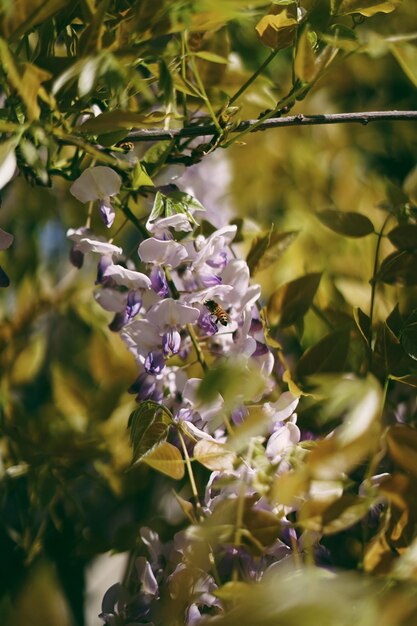 Foto prossimo piano di una pianta a fiori viola