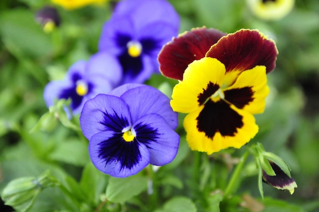 Foto prossimo piano di una pianta a fiori viola