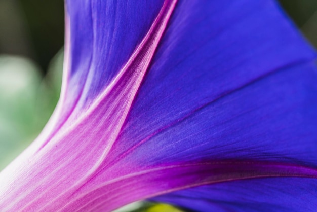 Foto prossimo piano di una pianta a fiori viola