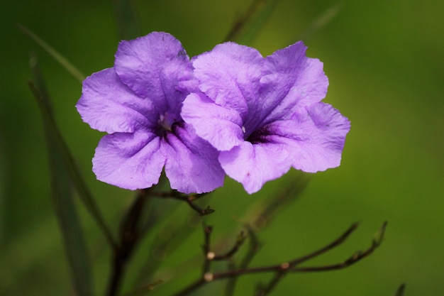 紫色の花の植物のクローズアップ