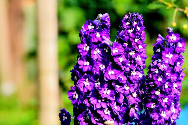 Foto prossimo piano di una pianta a fiori viola