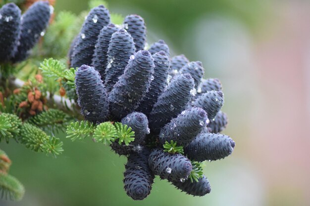 Close-up of purple flowering plant