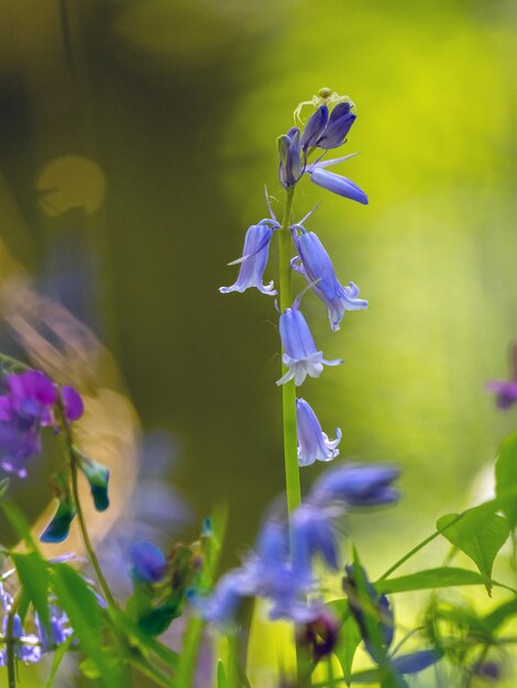 Foto prossimo piano di una pianta a fiori viola