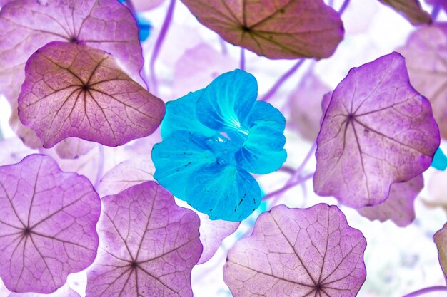 紫色の花の植物のクローズアップ