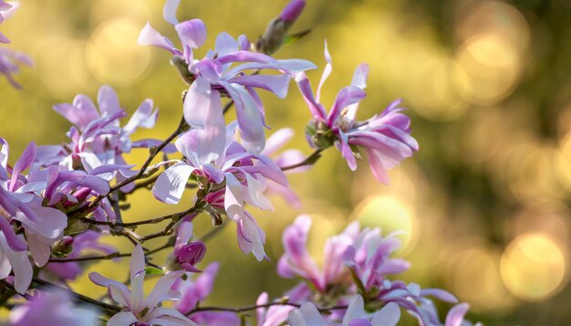 Foto prossimo piano di una pianta a fiori viola