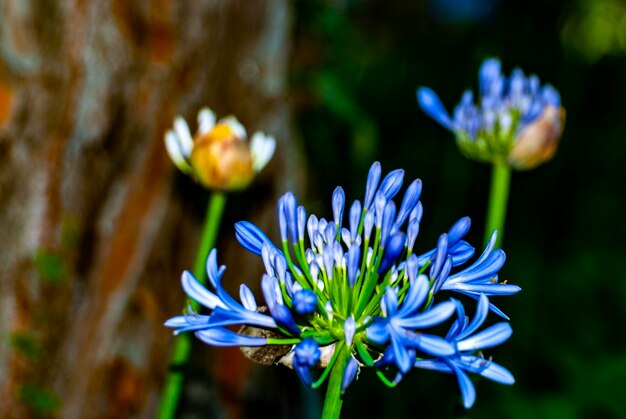 Foto prossimo piano di una pianta a fiori viola