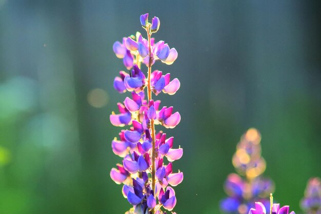 紫色の花の植物のクローズアップ