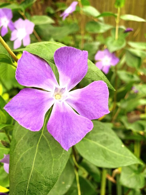 Foto prossimo piano di una pianta a fiori viola