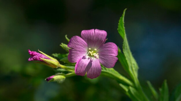 Close-up of purple flowering plant