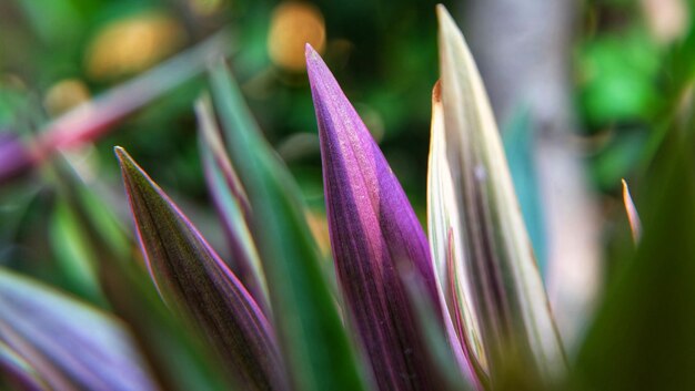 紫色の花の植物のクローズアップ