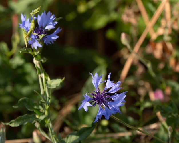 Photo close-up of purple flowering plant