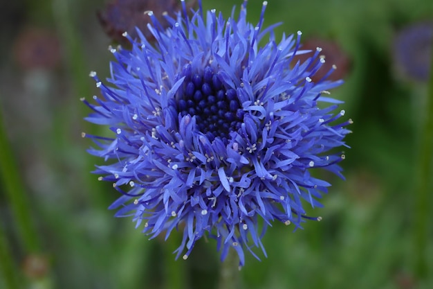 Foto prossimo piano di una pianta a fiori viola