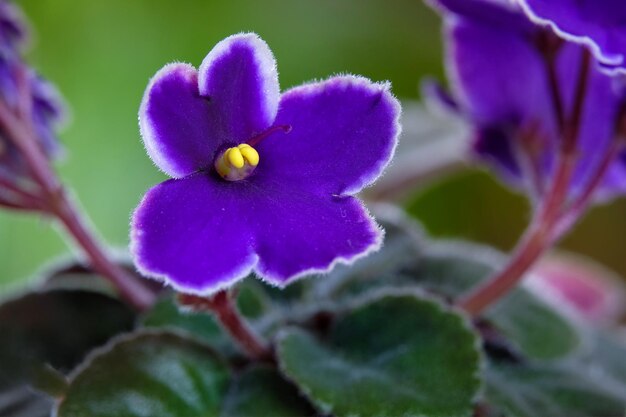 Foto prossimo piano di una pianta a fiori viola.