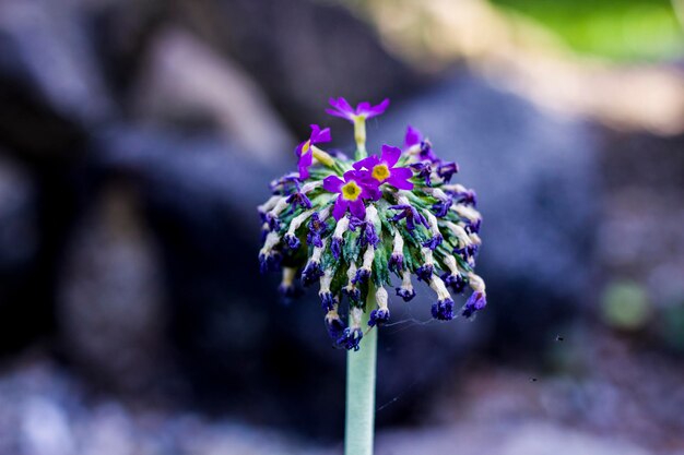 Foto prossimo piano di una pianta a fiore viola