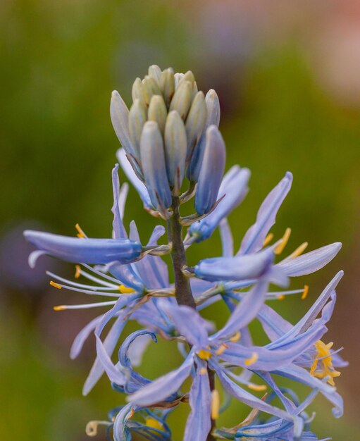 Photo close-up of purple flowering plant