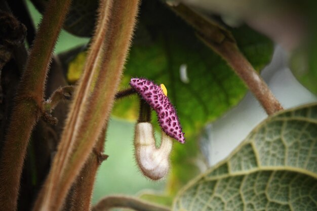 Foto prossimo piano di una pianta a fiori viola