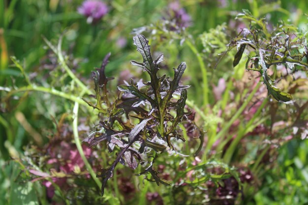 Close-up of purple flowering plant