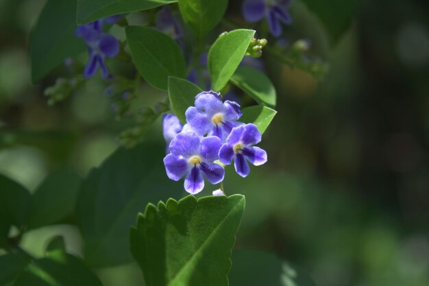 Close-up of purple flowering plant