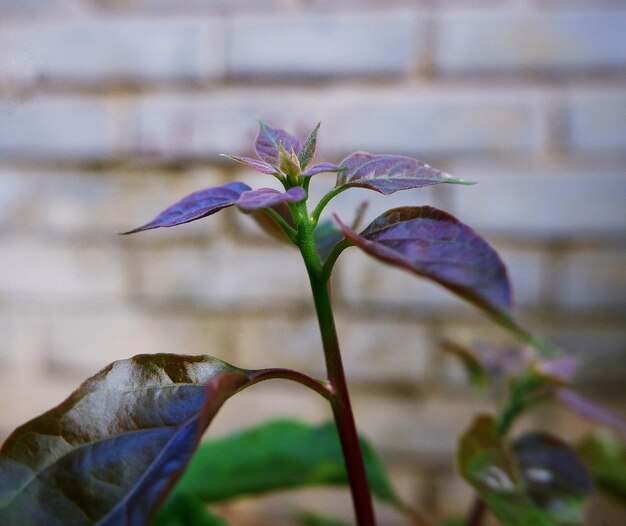 Foto prossimo piano di una pianta a fiori viola