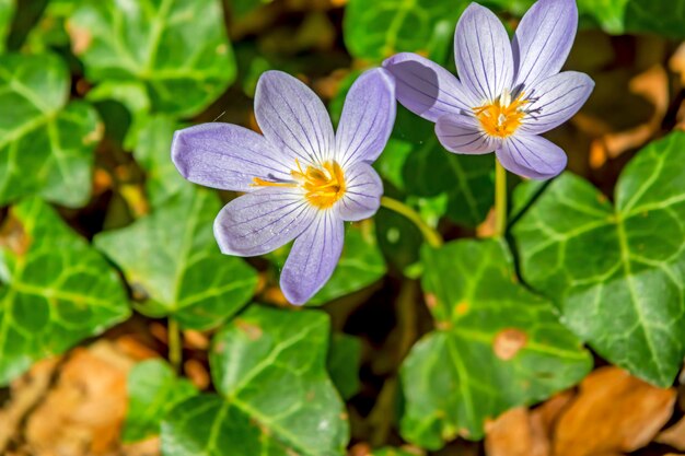 Foto prossimo piano di una pianta a fiori viola