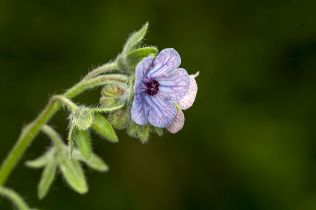 Close-up of purple flowering plant