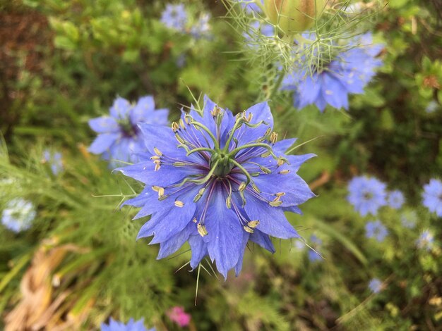 Close-up of purple flowering plant